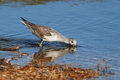 David Plant Photography - Wildlife Photographer - Greenshank - C